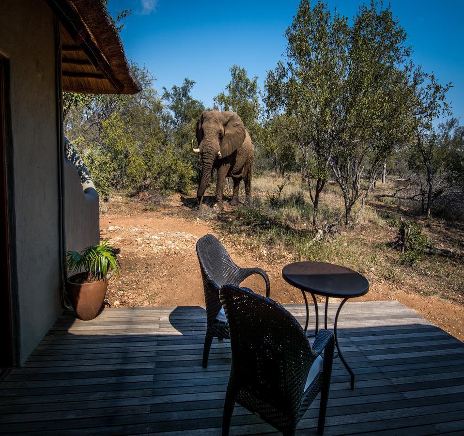 הוילה Makalali Game Reserve Garonga Safari מראה חיצוני תמונה