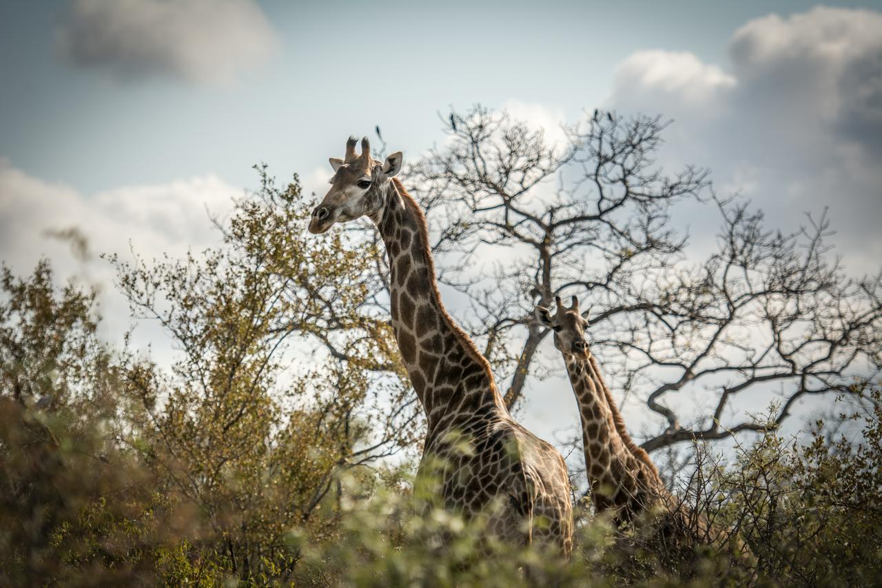 הוילה Makalali Game Reserve Garonga Safari מראה חיצוני תמונה
