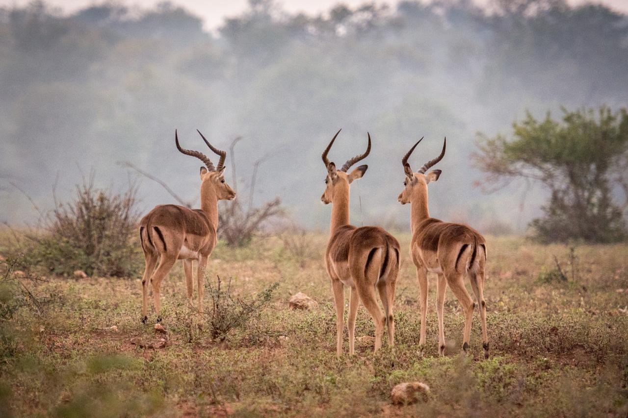 הוילה Makalali Game Reserve Garonga Safari מראה חיצוני תמונה