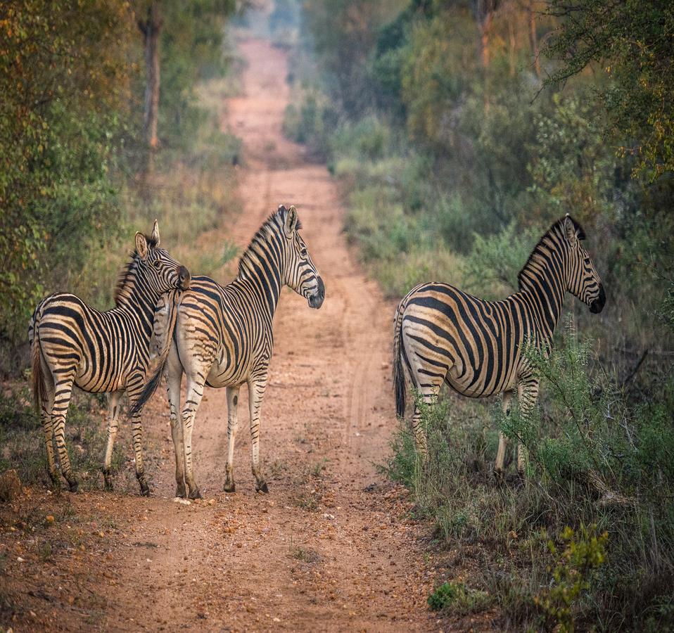 הוילה Makalali Game Reserve Garonga Safari מראה חיצוני תמונה