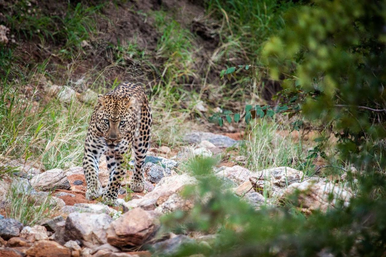 הוילה Makalali Game Reserve Garonga Safari מראה חיצוני תמונה