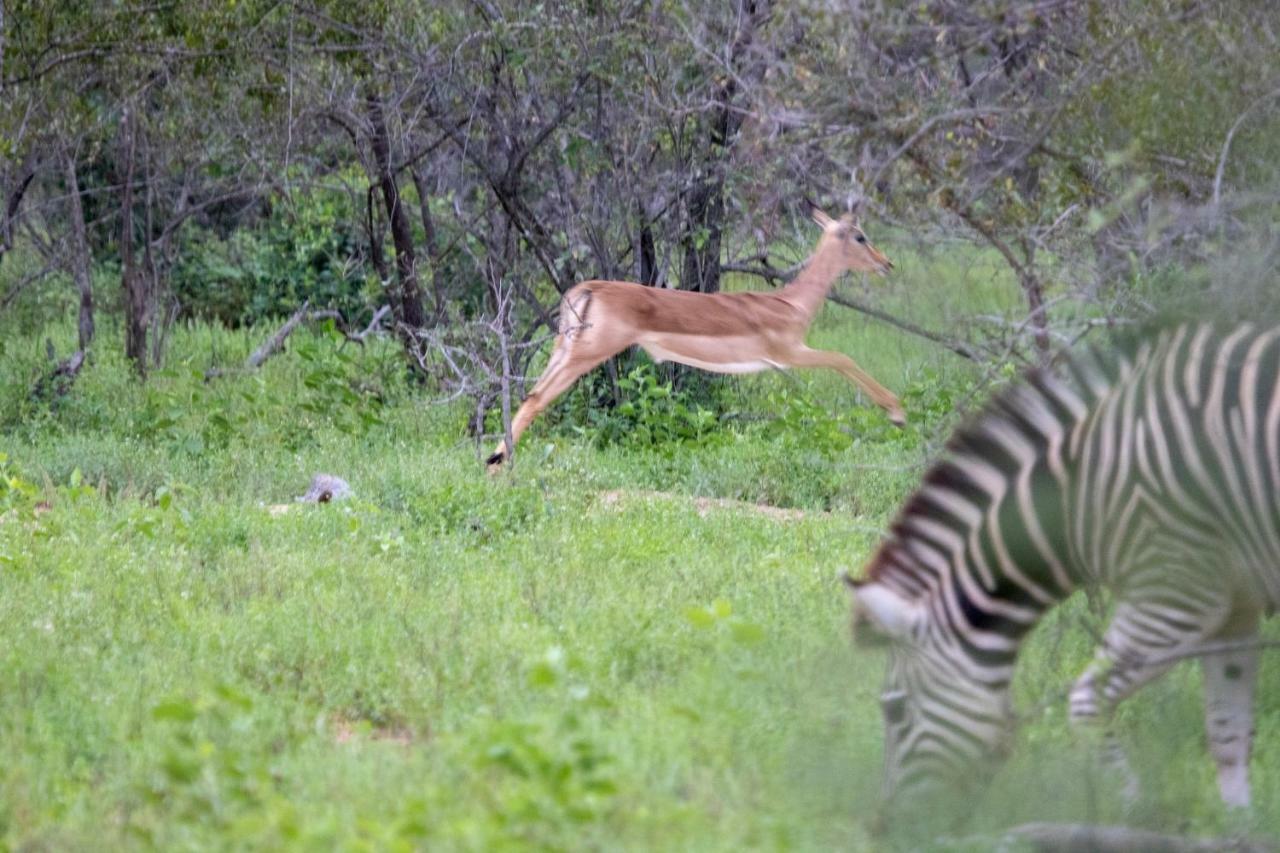 הוילה Makalali Game Reserve Garonga Safari מראה חיצוני תמונה