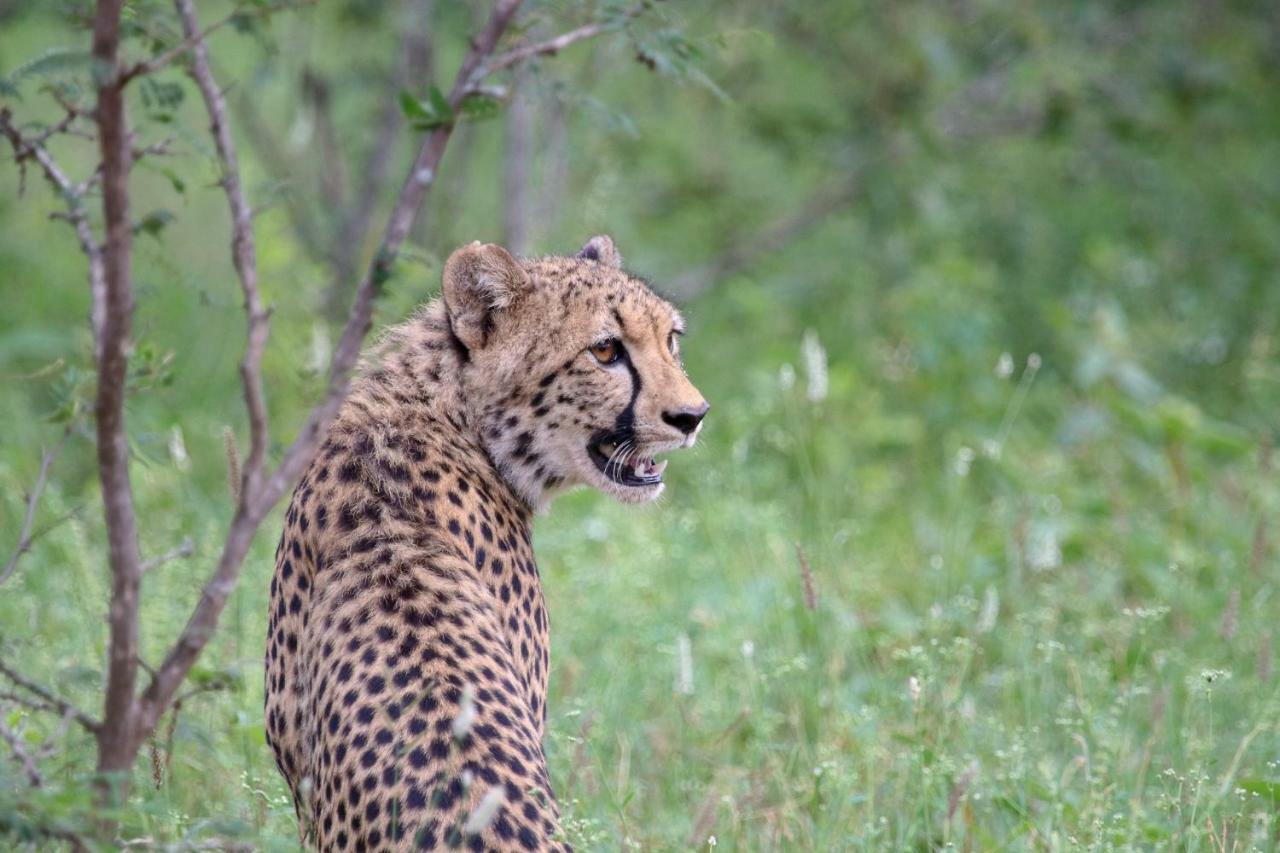הוילה Makalali Game Reserve Garonga Safari מראה חיצוני תמונה