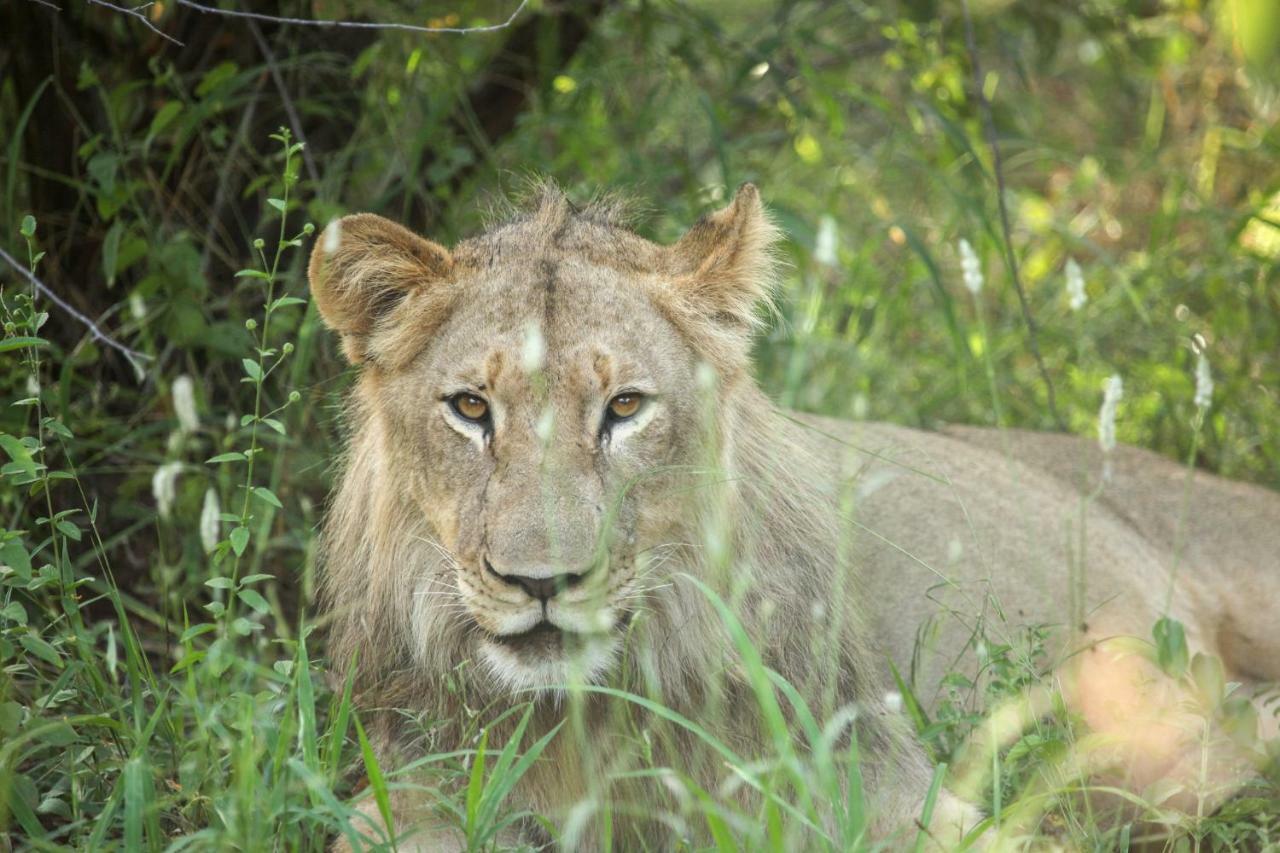 הוילה Makalali Game Reserve Garonga Safari מראה חיצוני תמונה