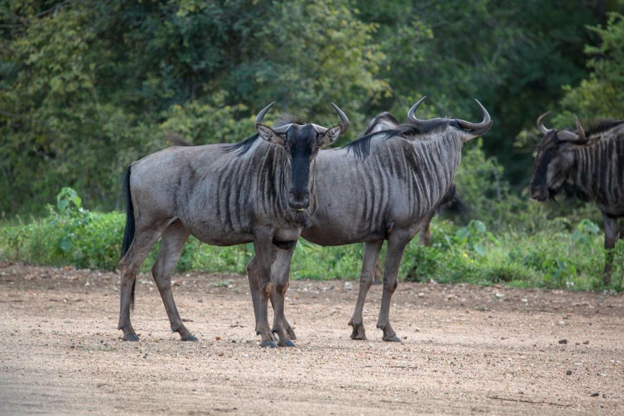 הוילה Makalali Game Reserve Garonga Safari מראה חיצוני תמונה