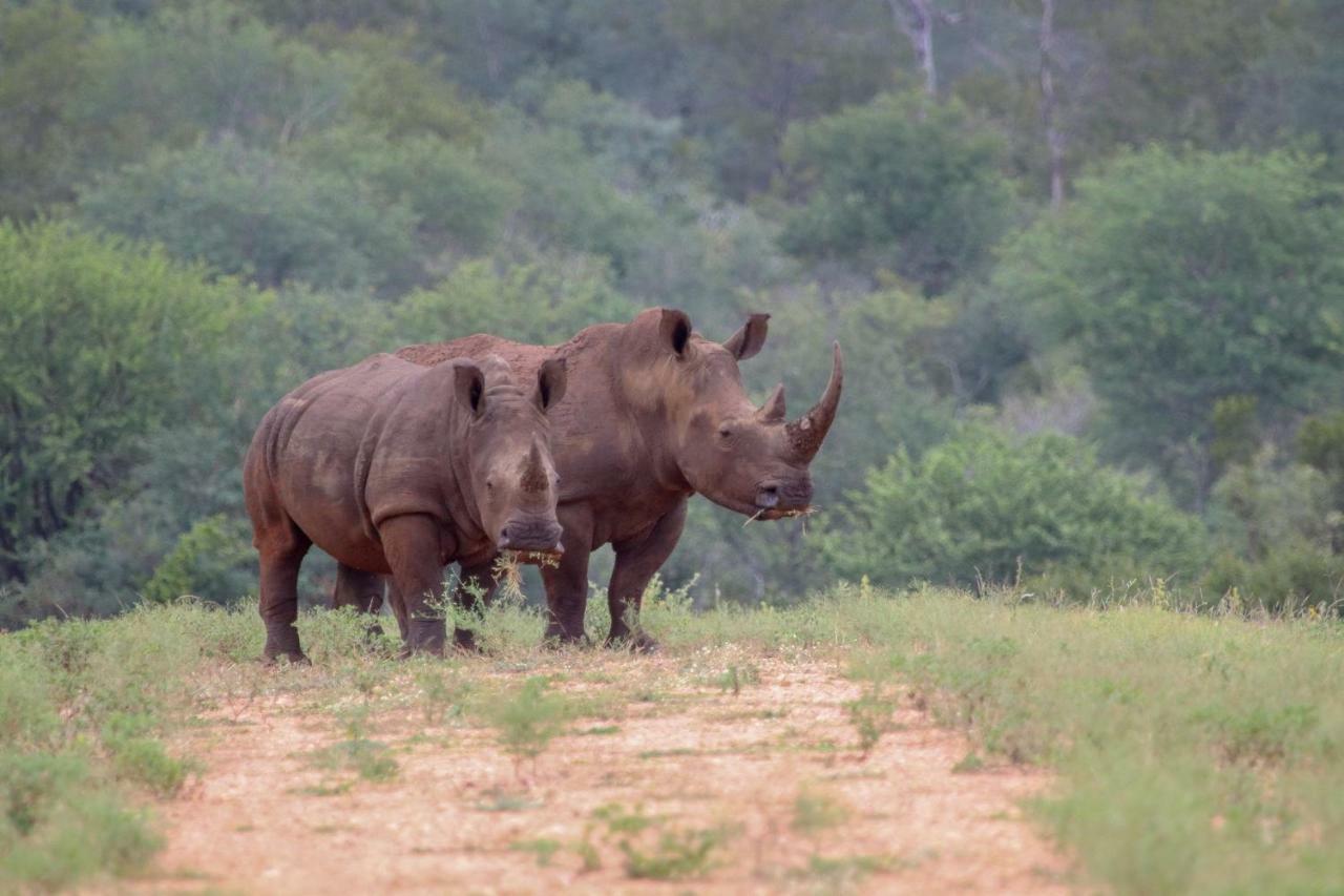 הוילה Makalali Game Reserve Garonga Safari מראה חיצוני תמונה