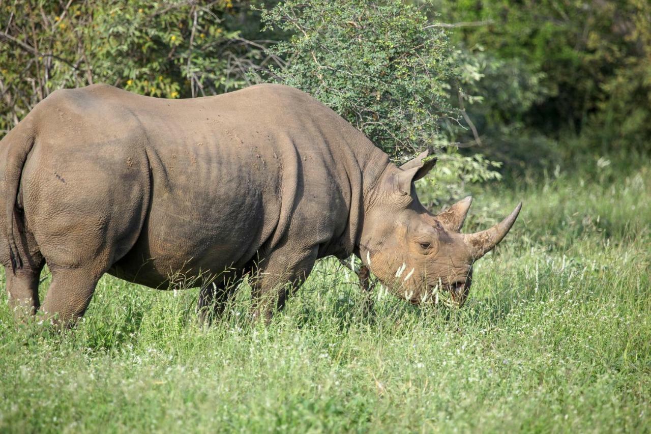 הוילה Makalali Game Reserve Garonga Safari מראה חיצוני תמונה