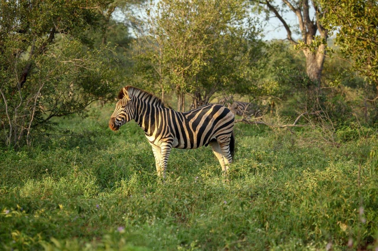 הוילה Makalali Game Reserve Garonga Safari מראה חיצוני תמונה